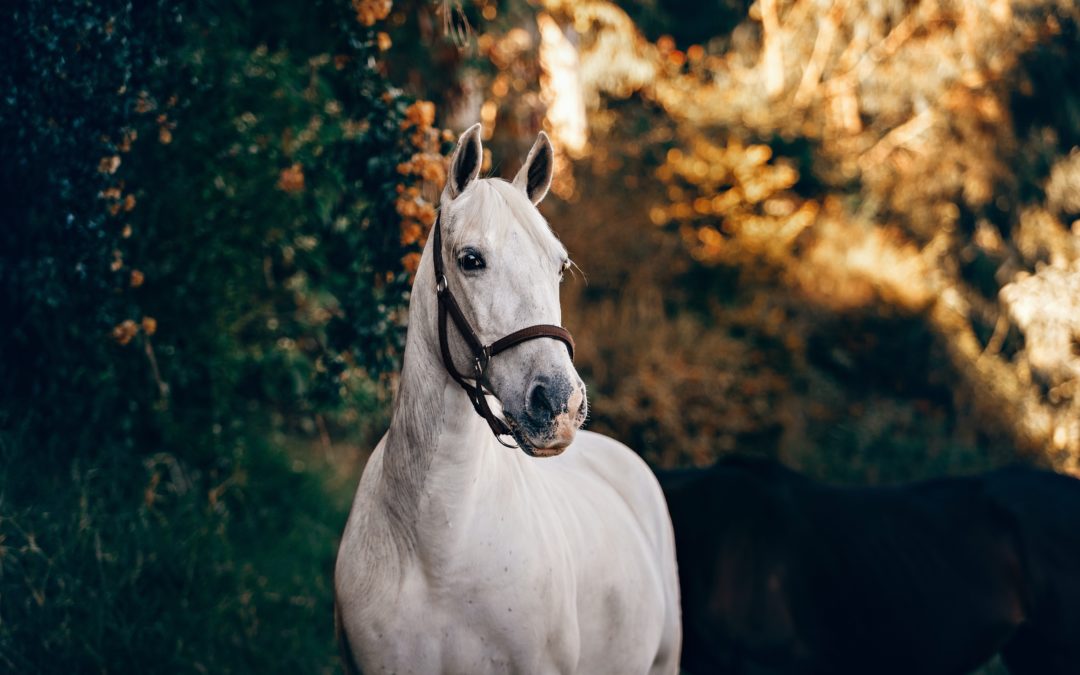 Welcome to Working Horse Central