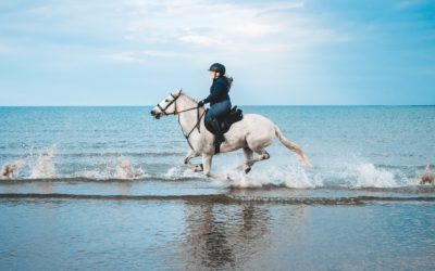 Choose Your Gaits in Working Horse Trail