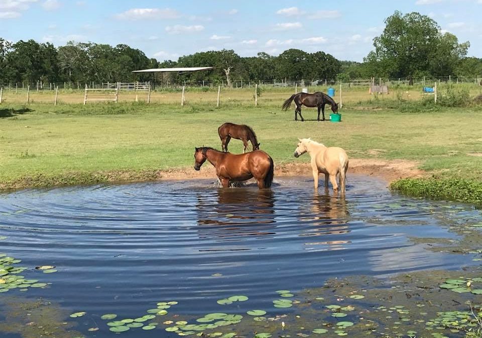 Chappell Hill Summer Sizzler