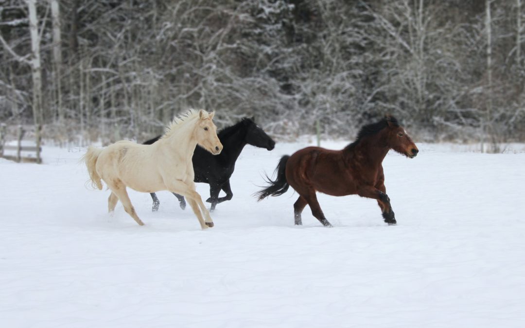 Chappel Hill Winter Classic